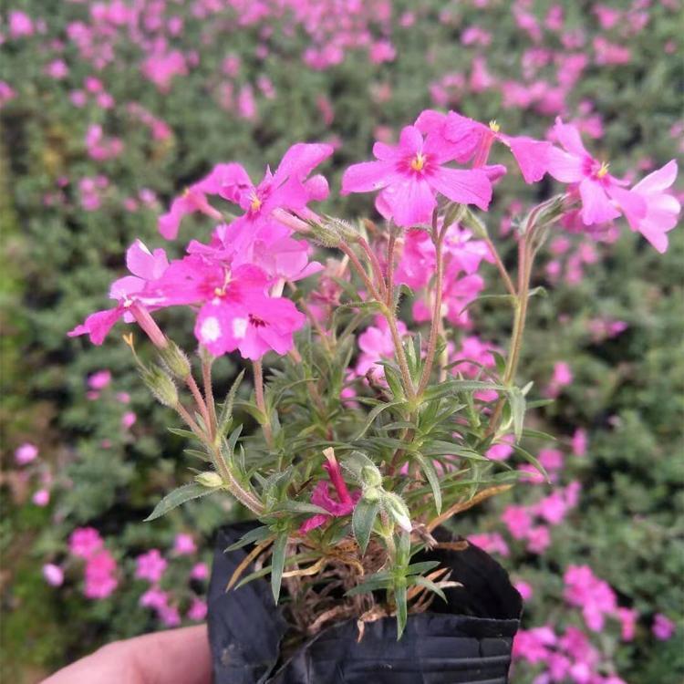 福禄考报价  福禄考绿化植物 保质保量