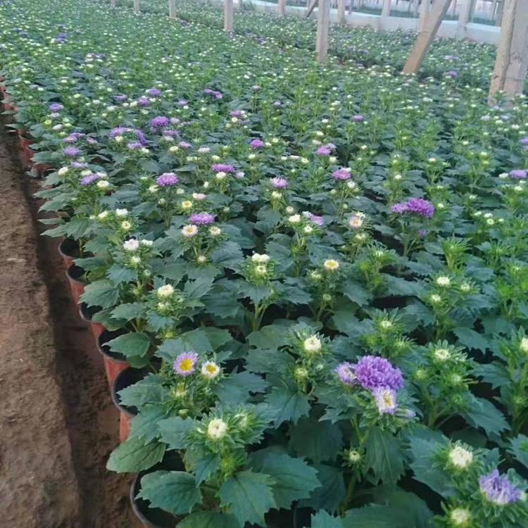 翠菊价格  翠菊基地供应 长期供应