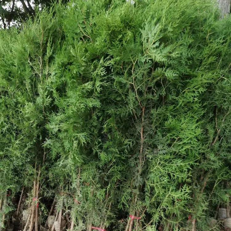 侧柏 山东青州侧柏种植基地  优质侧柏供应商  侧柏杯苗地栽苗价格