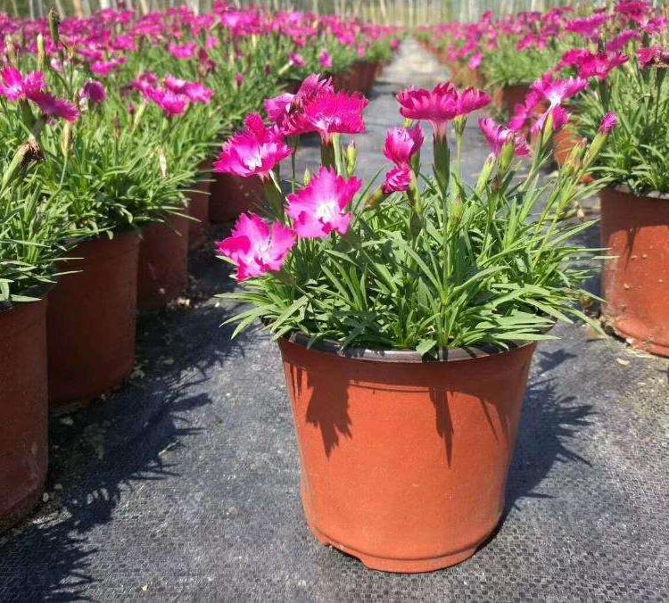 欧石竹批发报价  华硕种植基地  大量出售欧石竹