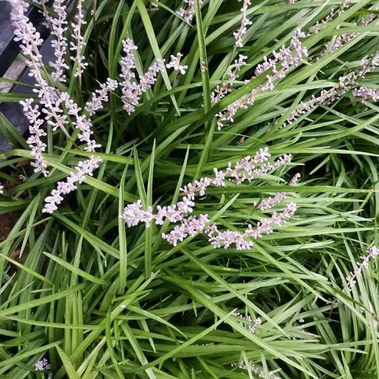 花坛花带栽植麦冬  金叶麦冬草 麦冬供应商