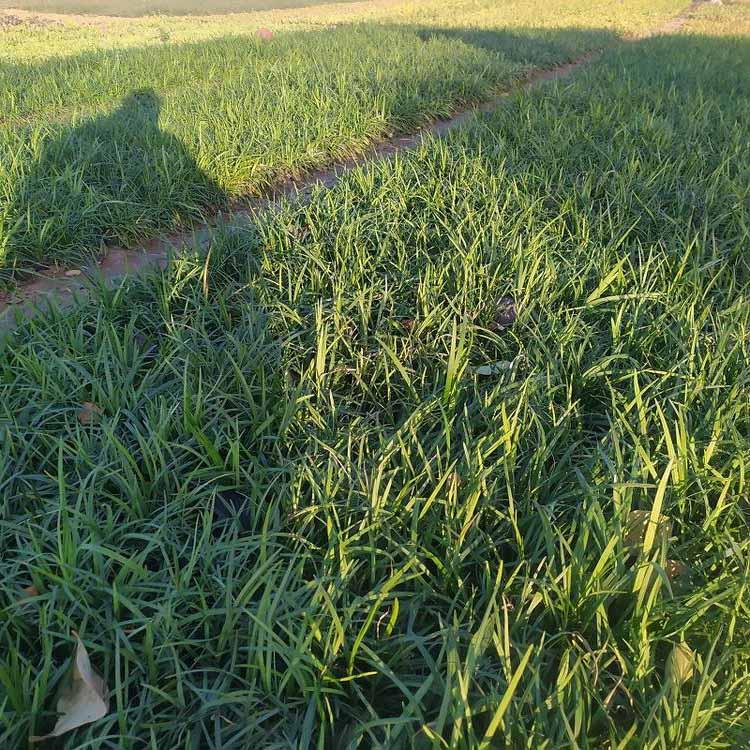 基地销售山东麦冬草  金边麦冬 自产自销