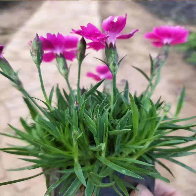 花海用花欧石竹杯苗  欧石竹花海  基地供应欧石竹