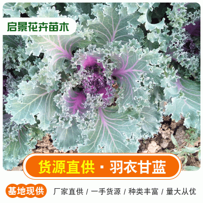 花卉苗木绿化租摆羽衣甘蓝    羽衣甘蓝报价