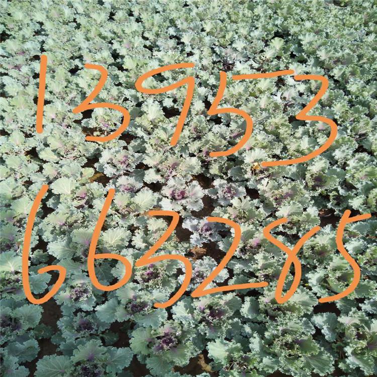 花卉苗木绿化租摆羽衣甘蓝    羽衣甘蓝种植