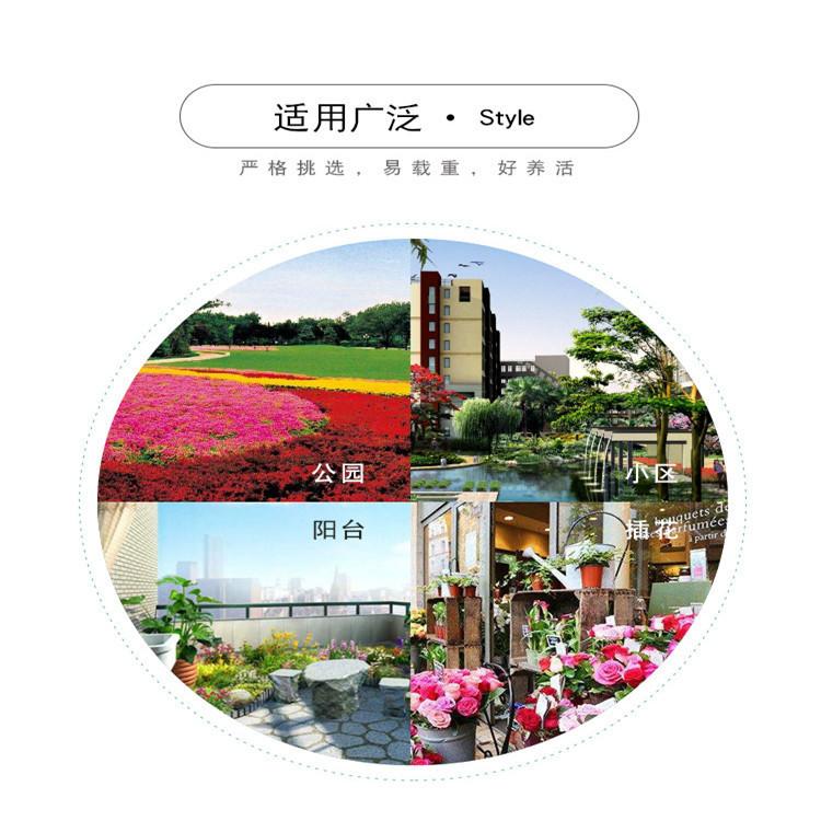 草花苗木一串红供应  欢迎来电咨询