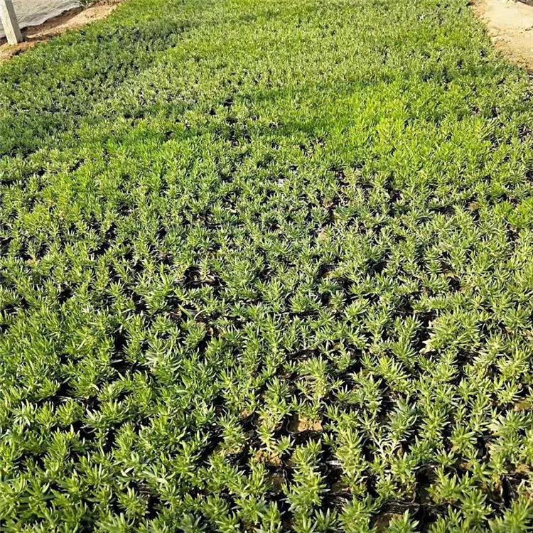 佛甲草 基地供应 佛甲草培育基地 春彩 花卉优良花卉批售