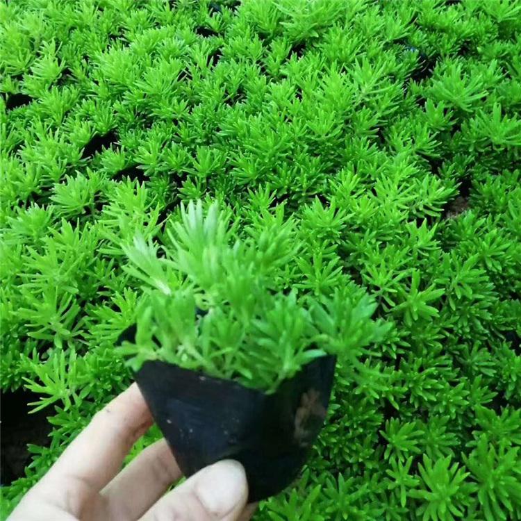 佛甲草培育基地 佛甲草价格 春彩花卉