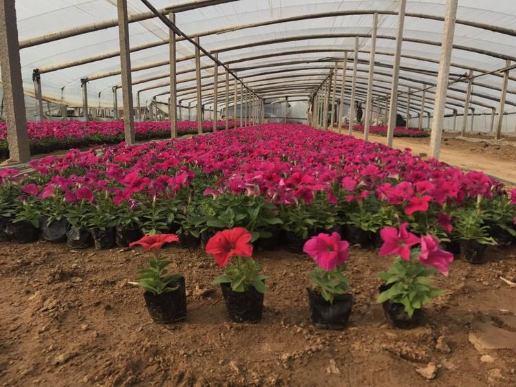 矮牵牛价格 矮牵牛种植基地 保质保量