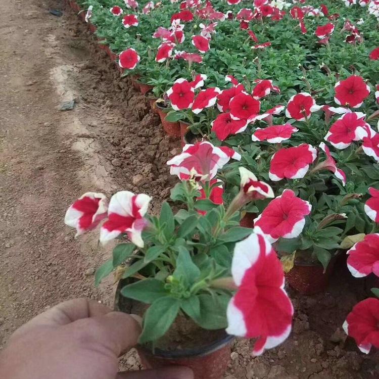 小区绿化项目矮牵牛  矮牵牛花  青州草花基地