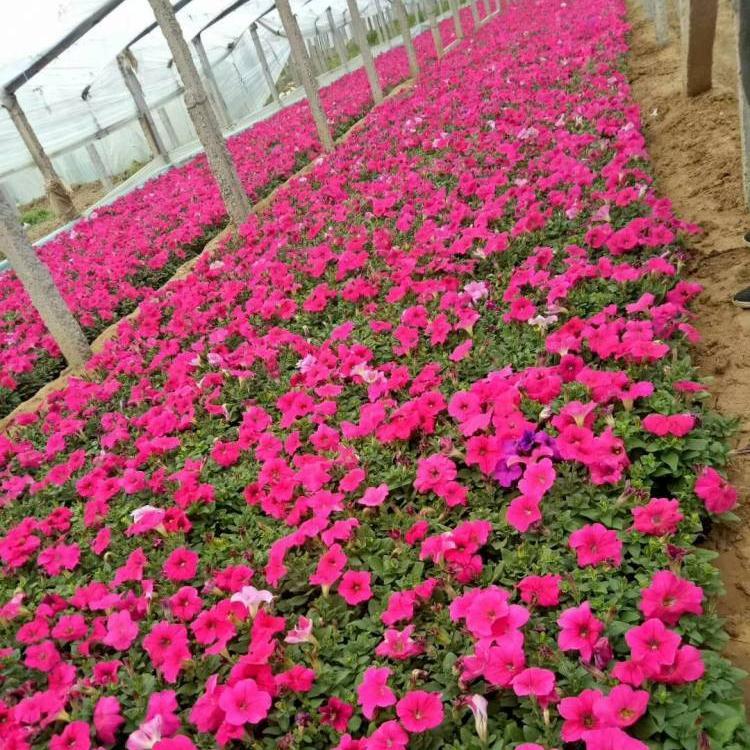 花坛绿化用矮牵牛  矮牵牛苗  租摆花卉批发