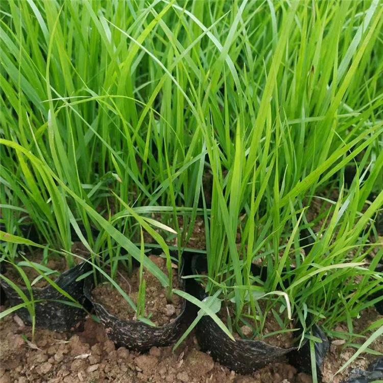 狼尾草【基地批售】 观赏狼尾草 狼尾草批发商