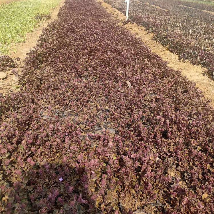 连钱草 批发连钱草 连钱草种植基地