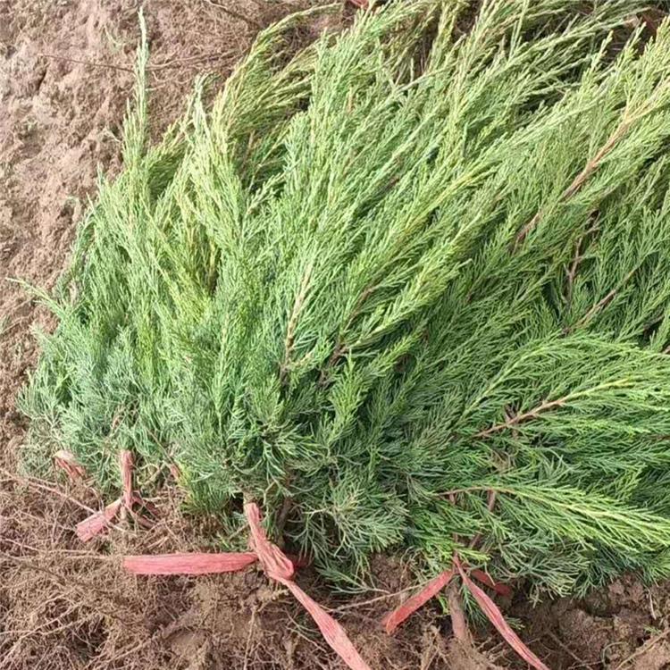 龙柏 庭园美化用绿化苗 质优价廉 龙柏供应价格