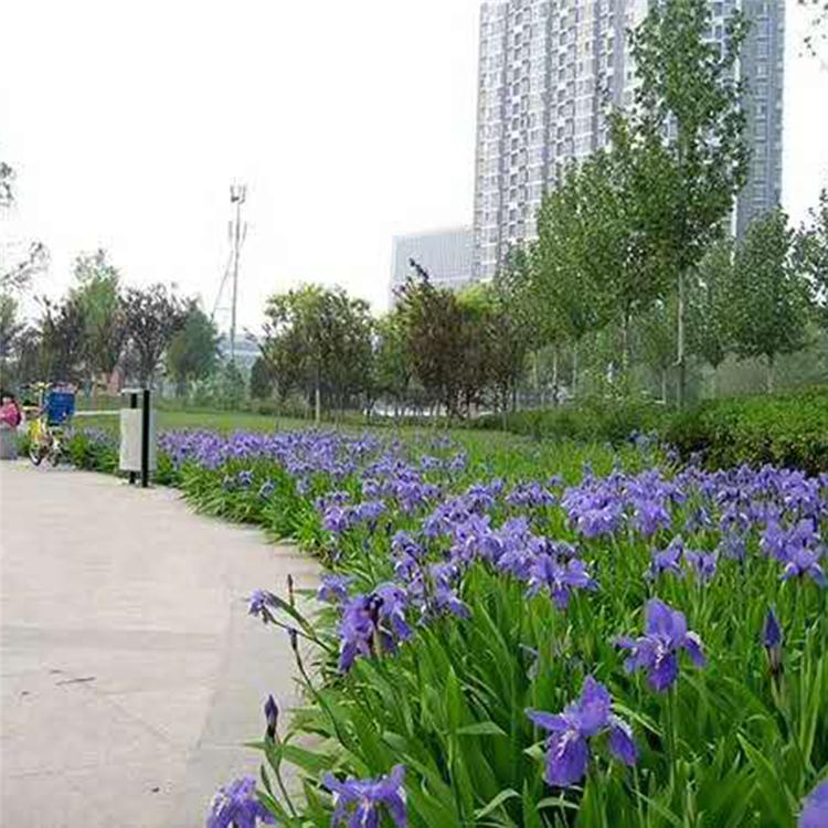 山东鸢尾大量供应 春彩花卉 观花鸢尾批发 量大优惠