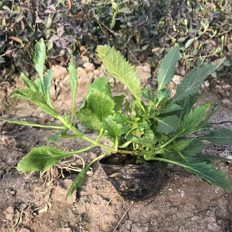 山东花卉种植基地 优价出售马鞭草 马鞭草培育基地