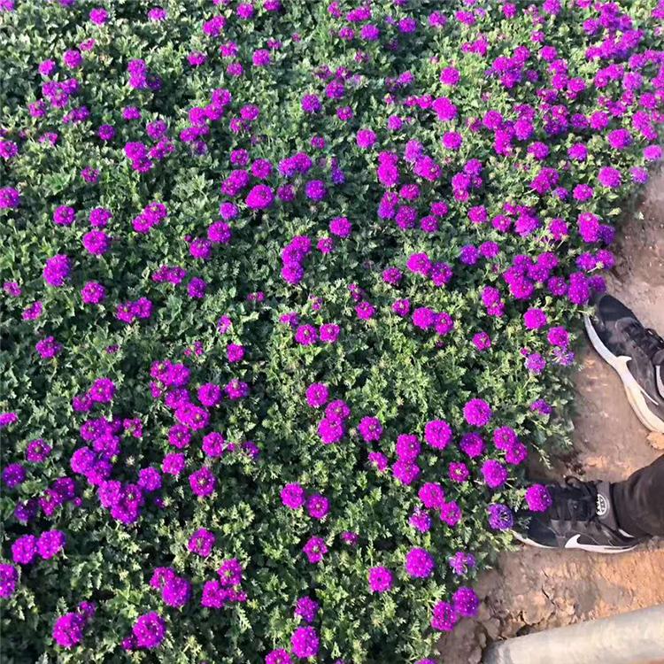 种植美女樱基地 美女樱供货商 美女樱批发