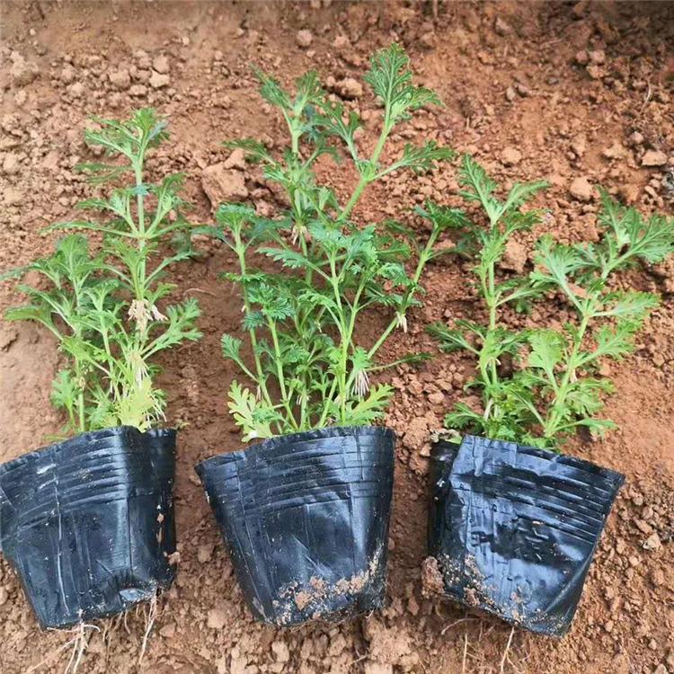 美女樱盆栽 观赏美女樱培育基地 大量供应