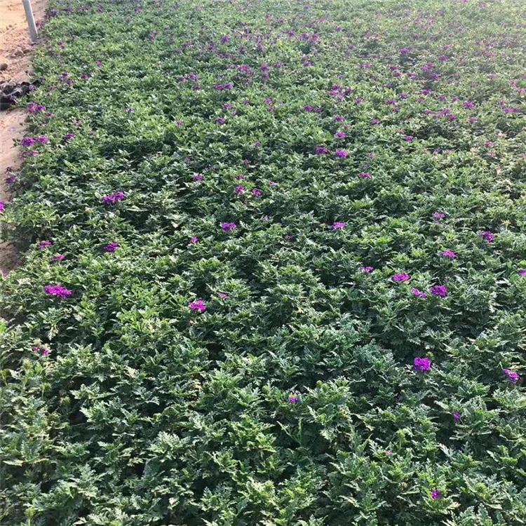 基地优惠直发 美女樱价格 美女樱花开繁茂