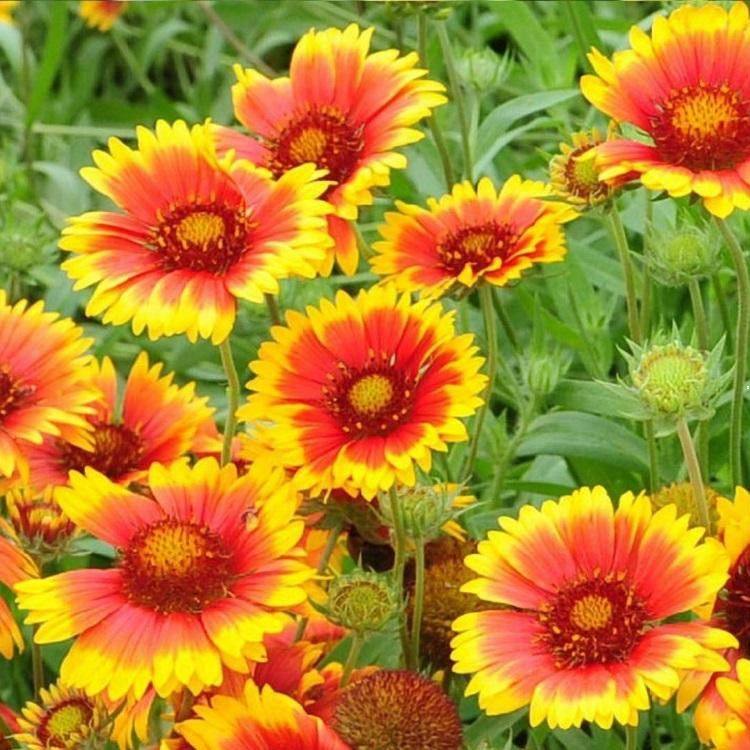天人菊基地销售    宿根草花天人菊批发价格