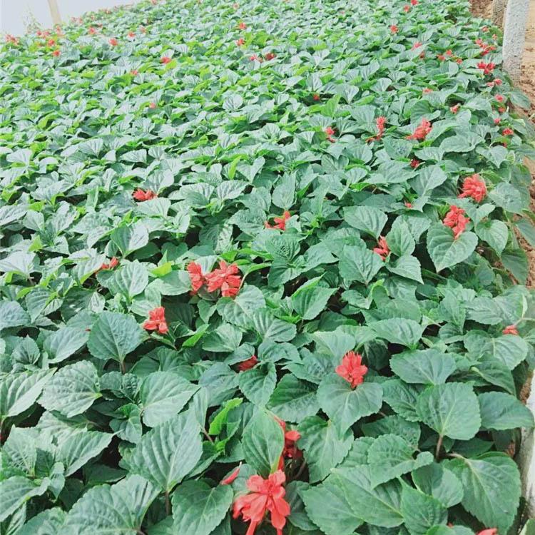 草花基地供应一串红 一串红大量供应 山东一串红基地