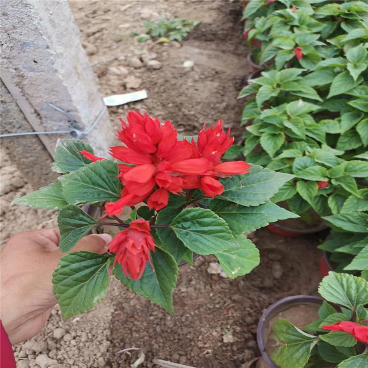 草花基地供应一串红 一串红直供 供应一串红基地