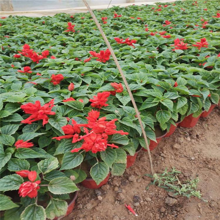 草花基地供应一串红 一串红优价出售 优良一串红批售