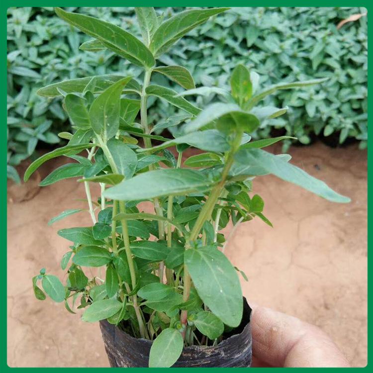 千屈菜杯苗 千屈菜价格 千屈菜基地优惠直发