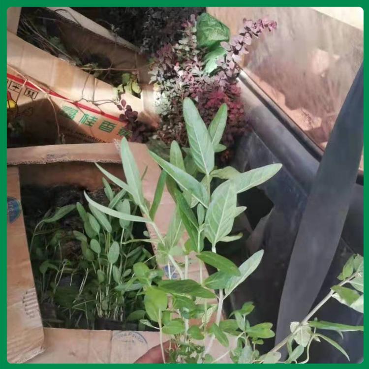 千屈菜杯苗 千屈菜批发报价 千屈菜优价出售