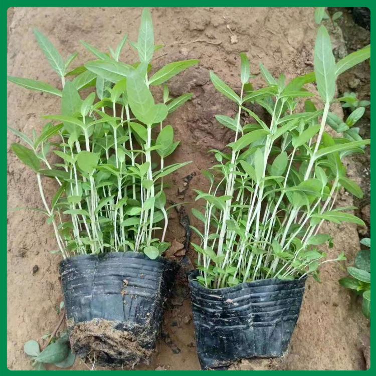 千屈菜幼苗 千屈菜种植基地 千屈菜基地直供