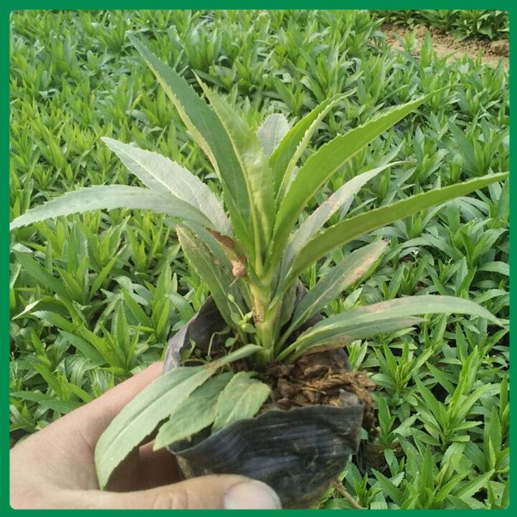 粉黛乱子草供应商 粉黛乱子草出售 大量供应