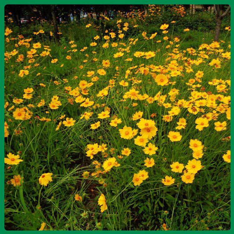 苗圃直供 金鸡菊价格 金鸡菊基地