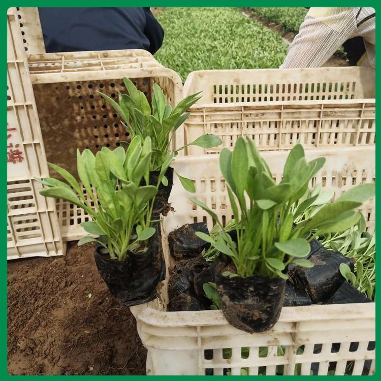 苗圃直供 金鸡菊批发商 金鸡菊培育基地