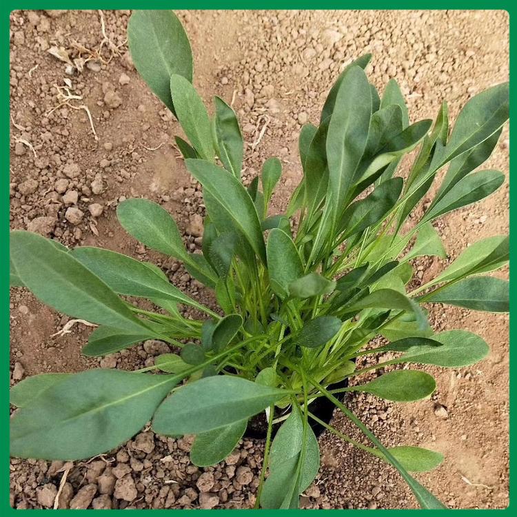 基地优惠直发 金鸡菊种植基地 金鸡菊基地