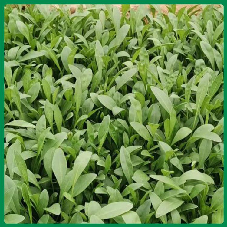 金鸡菊小苗-基地优惠直发 金鸡菊供货商 金鸡菊批发 诺森花卉