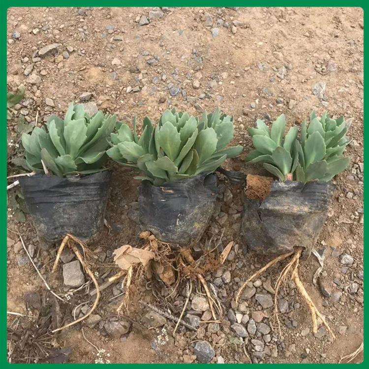八宝景天 种植基地八宝景天小苗-大量供应
