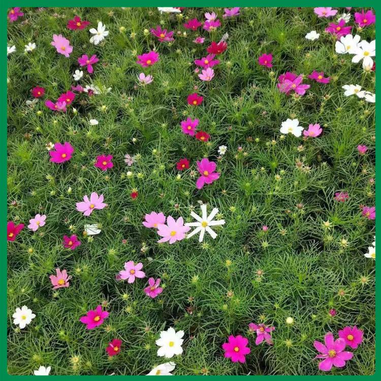 波斯菊花海苗种植 波斯菊出售
