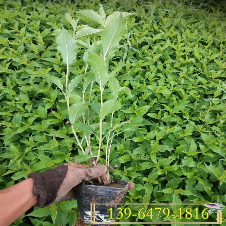 供应批发红王子锦带小苗 出售红王子锦带2-8分枝 新上市价格