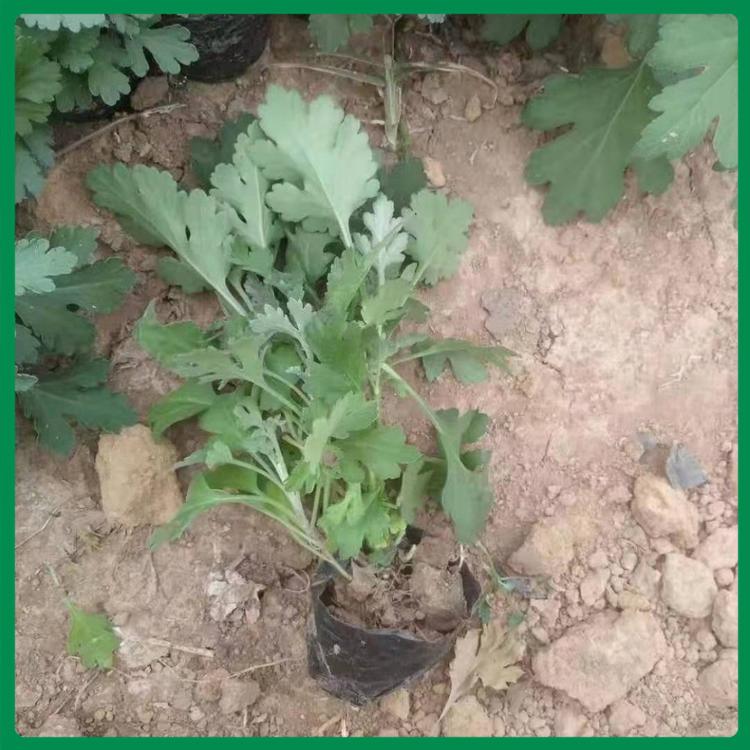 地被菊批发 保质保量 地被菊种植基地