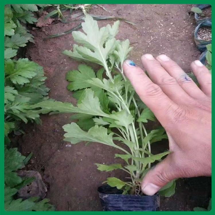 地被菊出售 保质保量 地被菊批发价格
