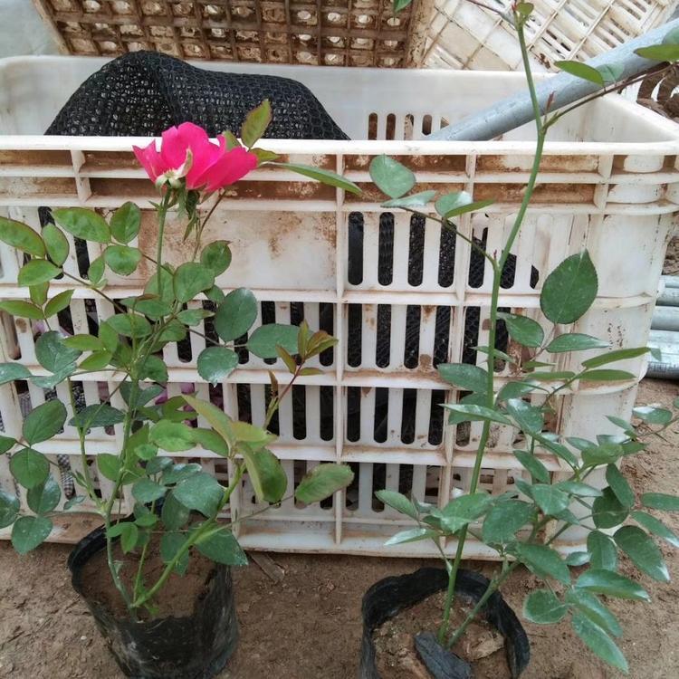 大花月季 山东大花月季行情 诺森供应大花月季-质量好