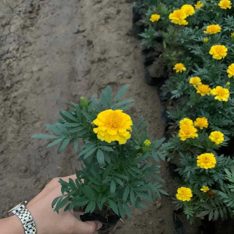 孔雀草培育基地 美丽乡村建设孔雀草 孔雀草种植基地