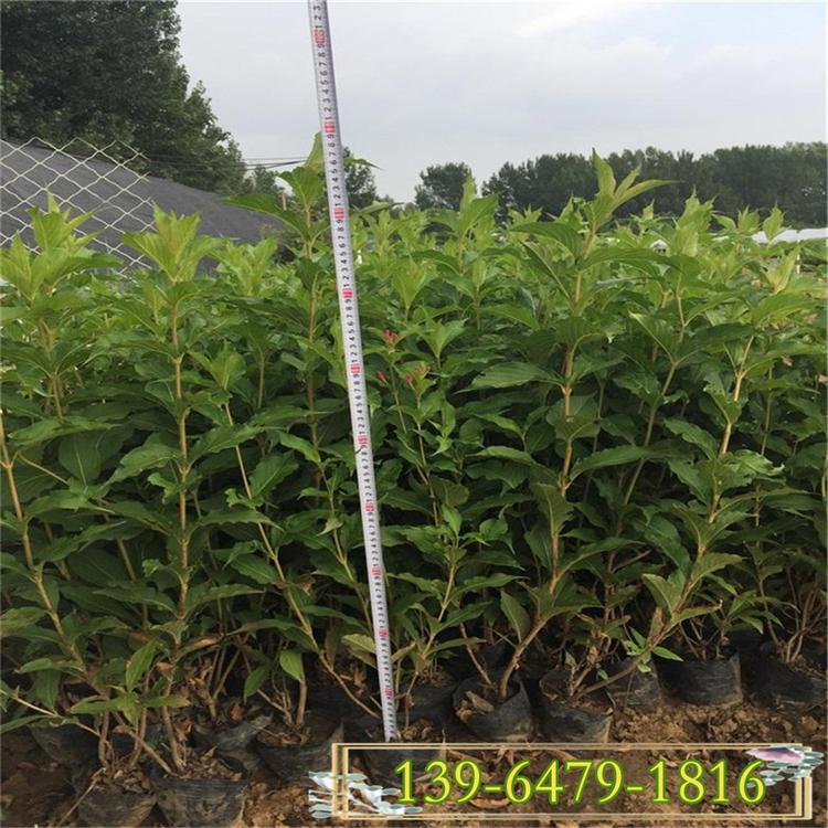红王子锦带盆苗 花灌丛苗作盆栽绿化工程苗