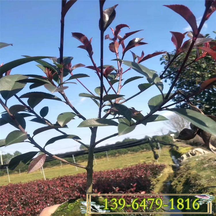 批发红叶石楠价格 红叶石楠小树苗 红叶石楠 绿化苗木