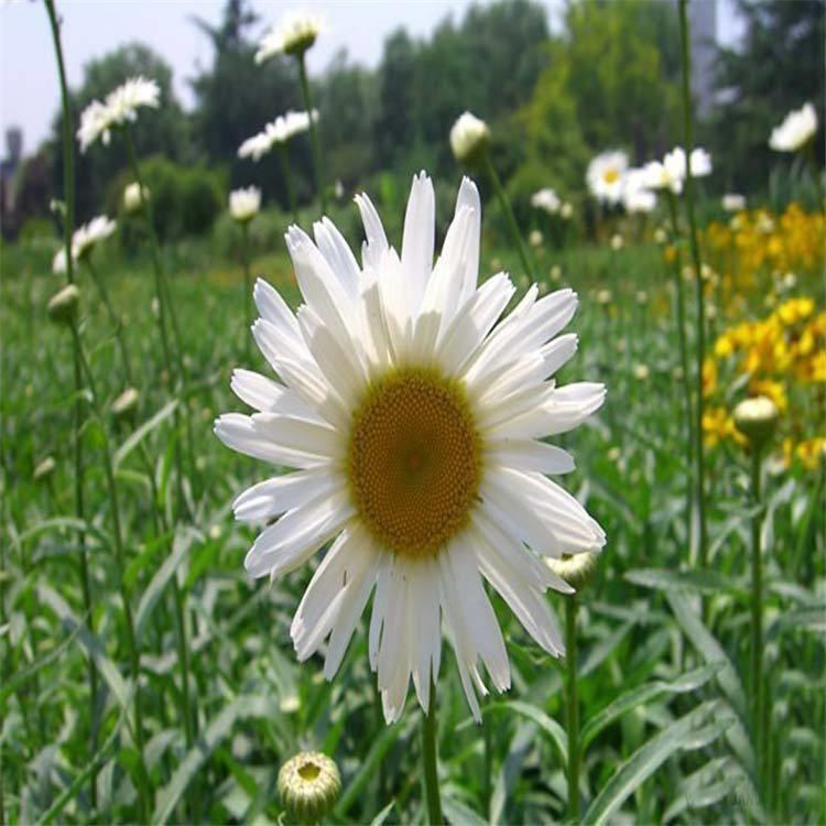 大滨菊批发价格