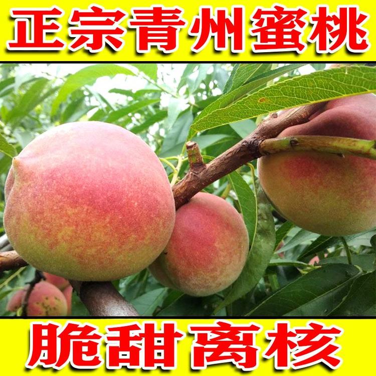 青州蜜桃 批发 脆甜冬雪蜜离核冬桃应季水果