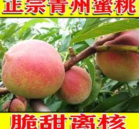 青州蜜桃 批发 脆甜冬雪蜜离核冬桃应季水果