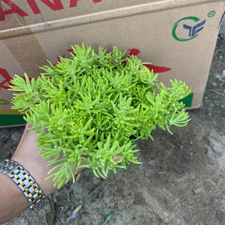 佛甲草基地批发 佛甲草批发价格 佛甲草种植基地