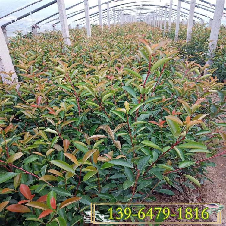 红叶石楠色块杯苗 山东彩诺 30公分高红石楠小苗