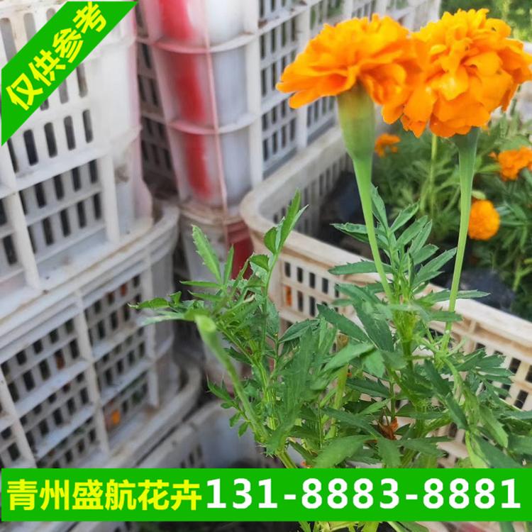 青州供应孔雀草杯苗